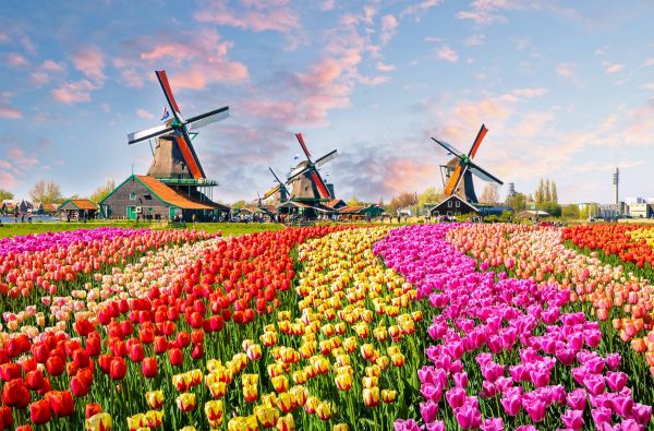 Gėlių paradas Olandijoje 6d.