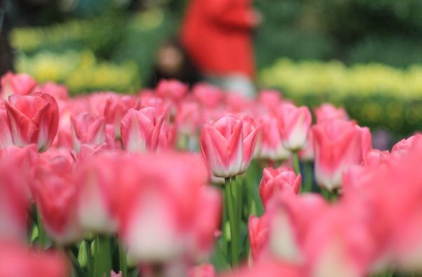 Pavasarinių gėlių žydėjimas Europos soduose 5d.