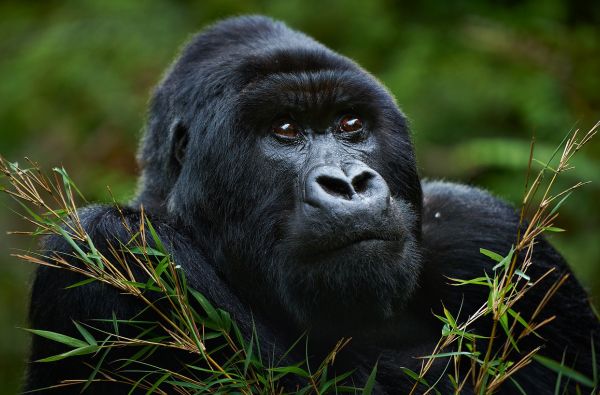 Uganda - Ruanda. Laukinių stebuklų keliais – nuo pasaulio audrų iki primatų sostinės 14d.