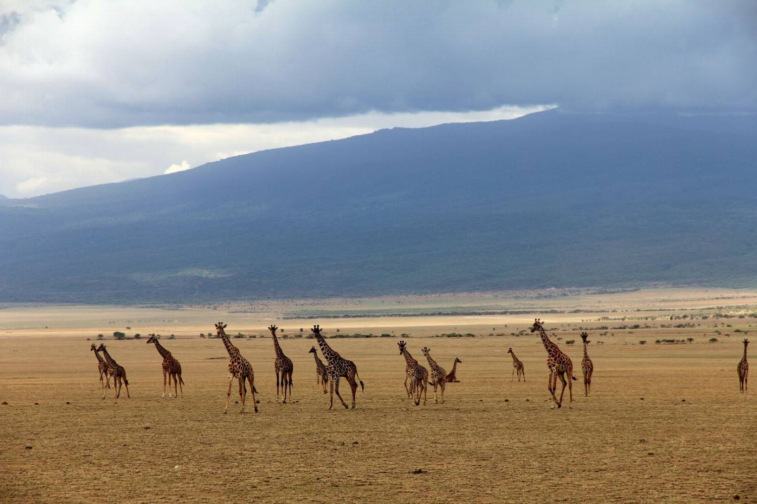 Žirafos, Tanzanija