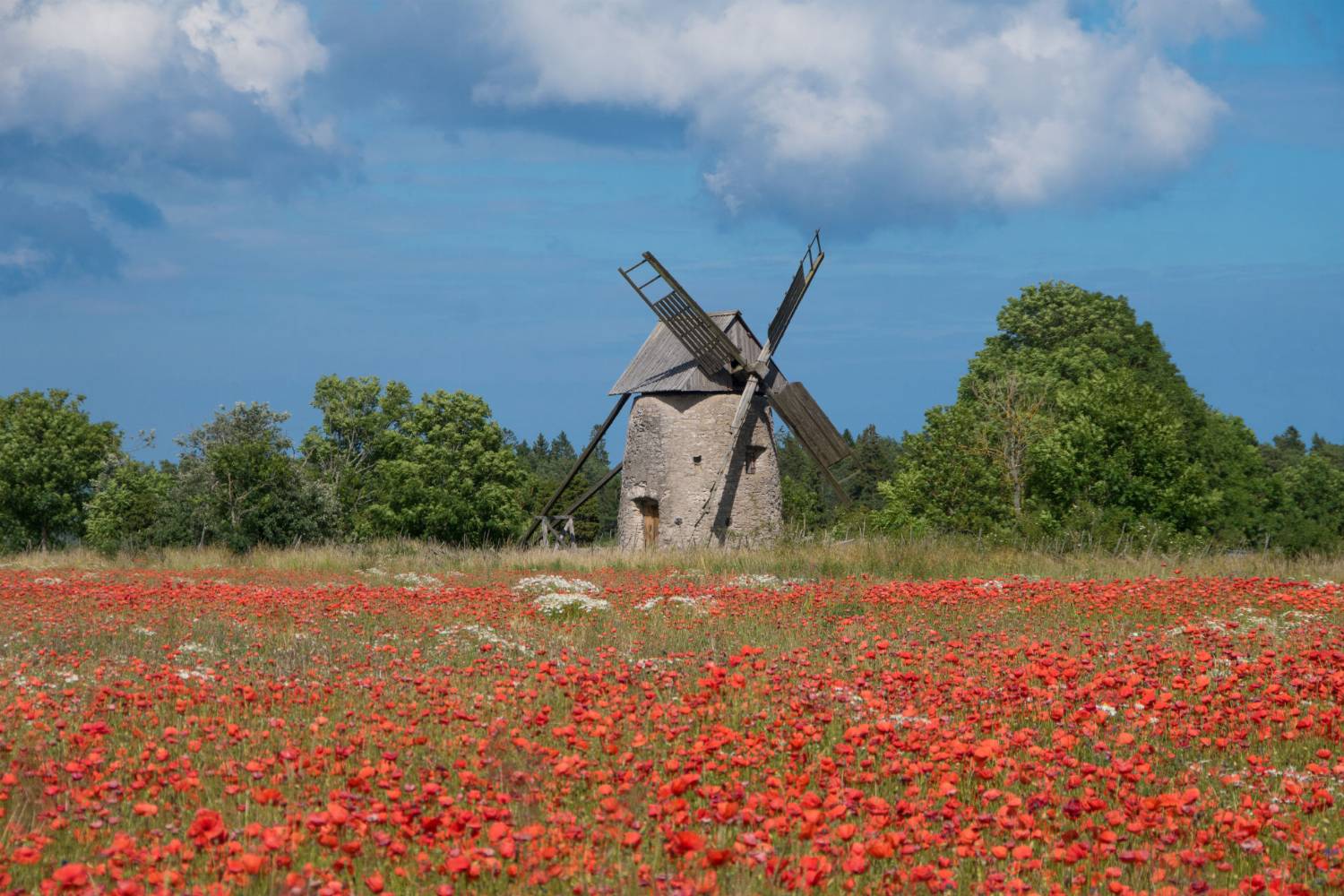 Malūnas gėlių pievoje Gotlande