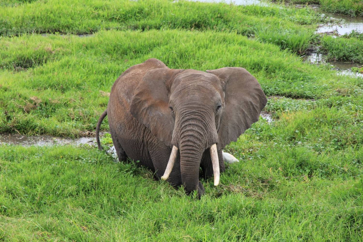 Dramblys Serengeti parke Tanzanijoje