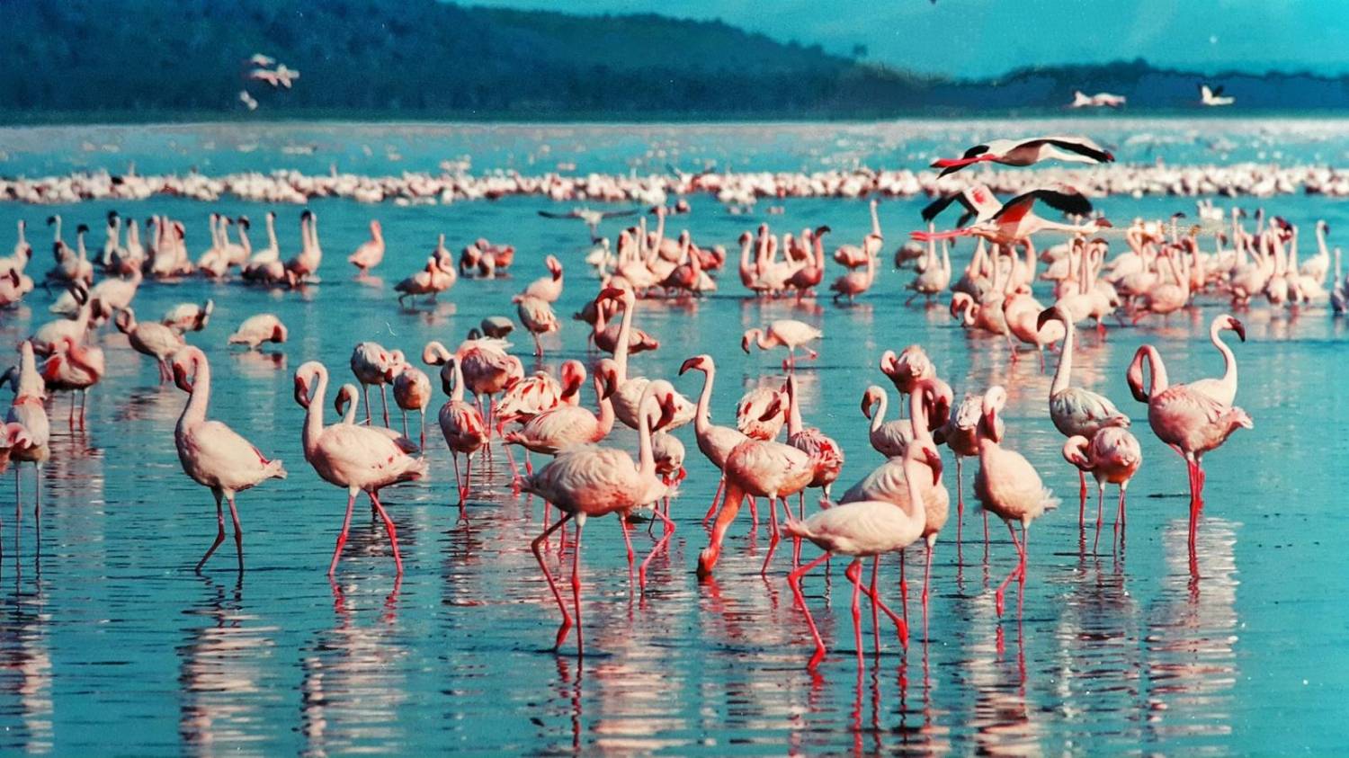 Flamingai