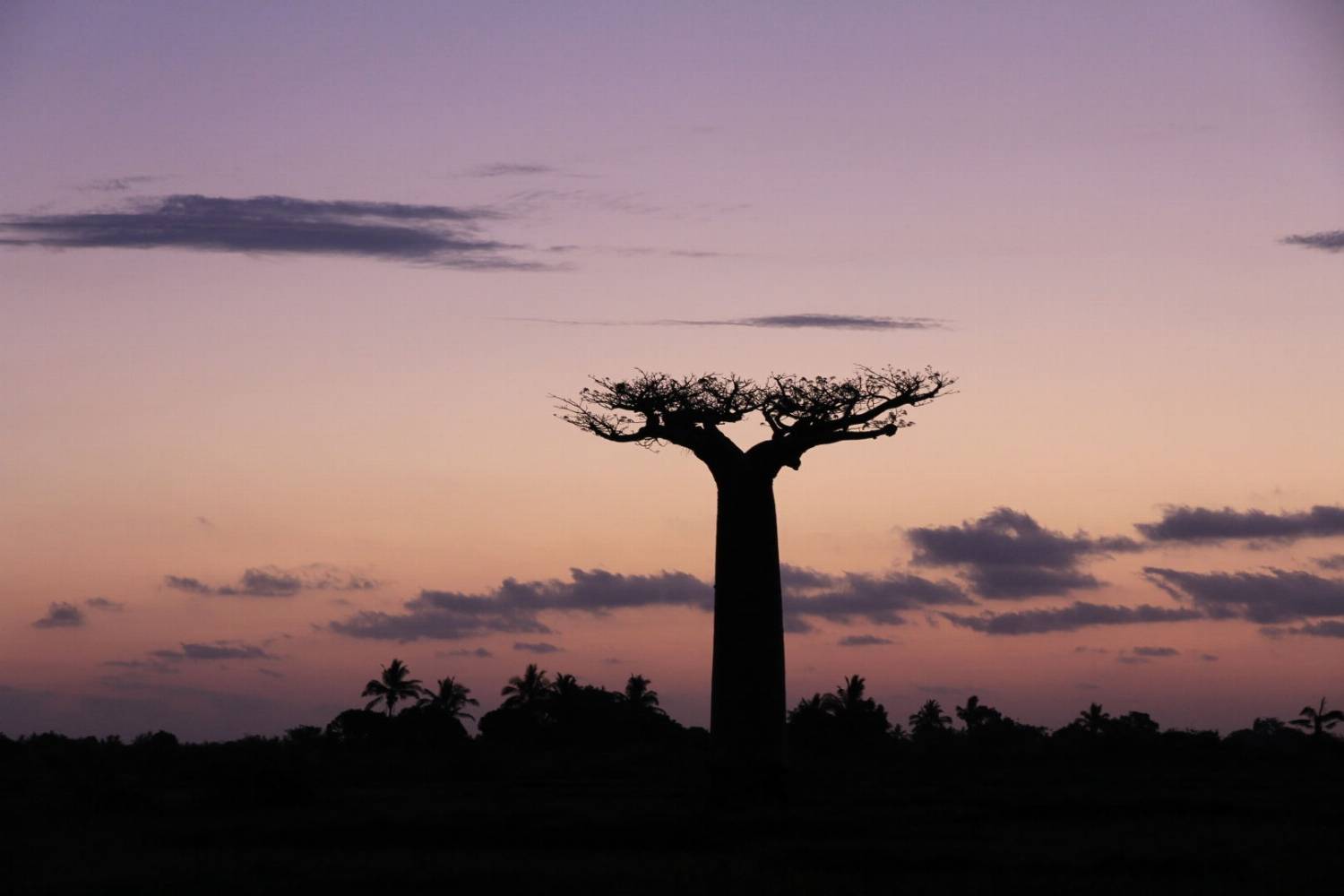 Madagaskaro gamta