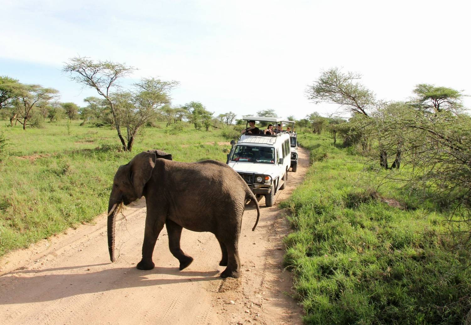 Gyvūnų stebėjimo safaris, Tanzanijoje