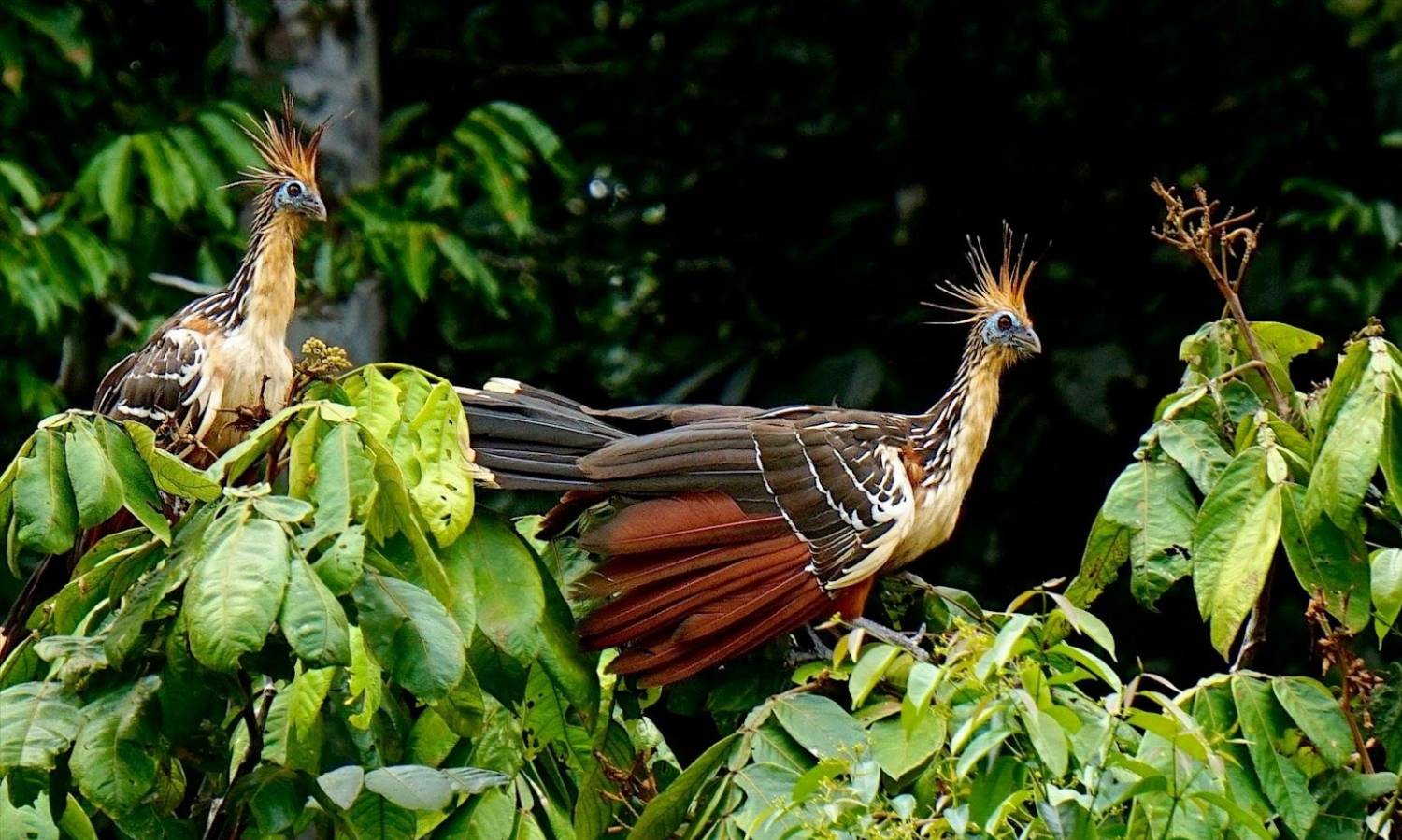 Bolivijos gyvūnija