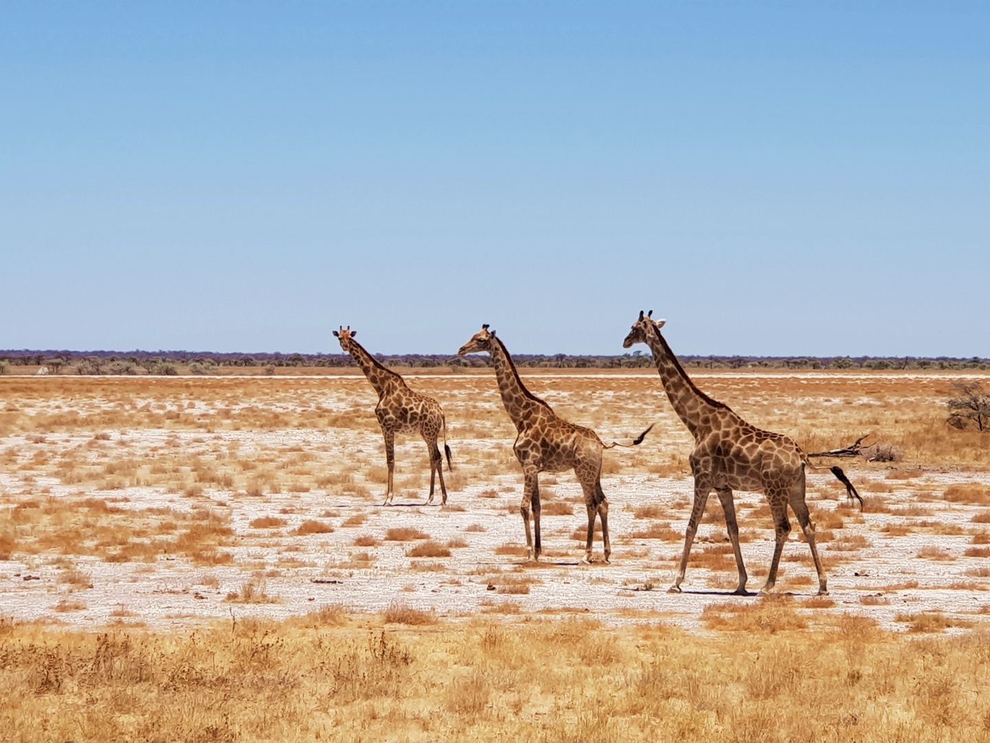 Nacionaliniame parke Namibijoje