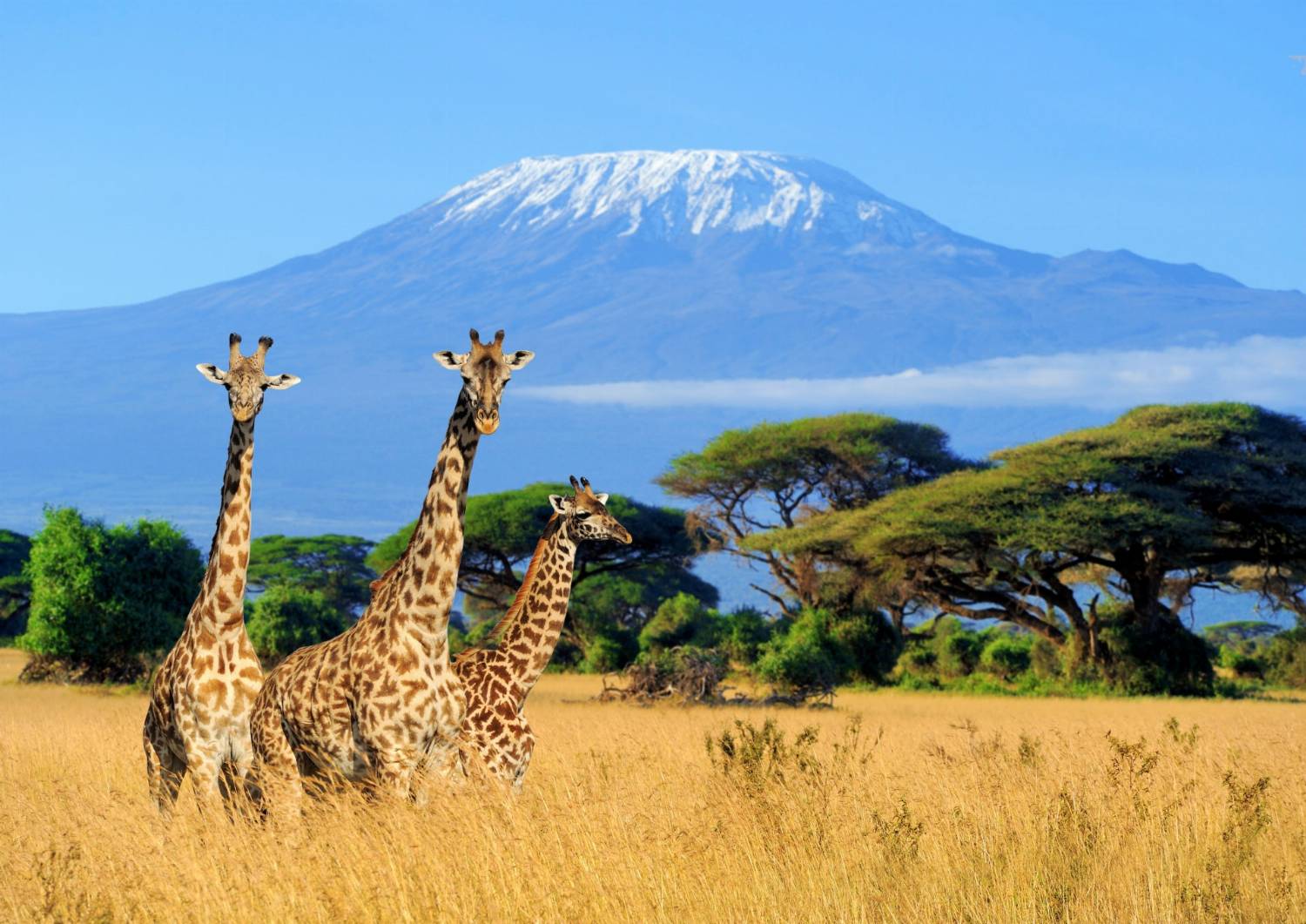 Kilimandžaras, Tanzanija