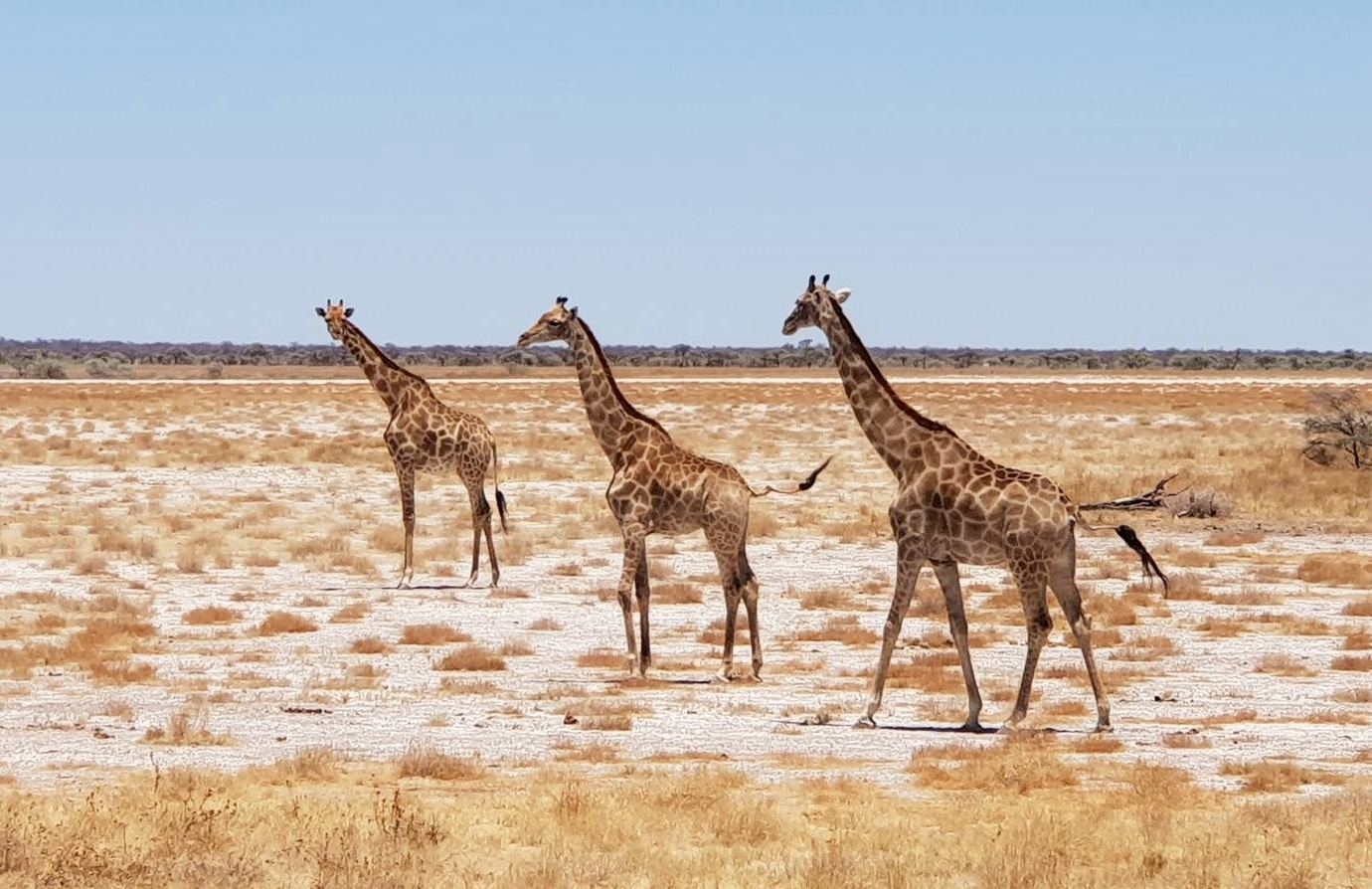 Žirafos nacionaliniame parke Namibijoje