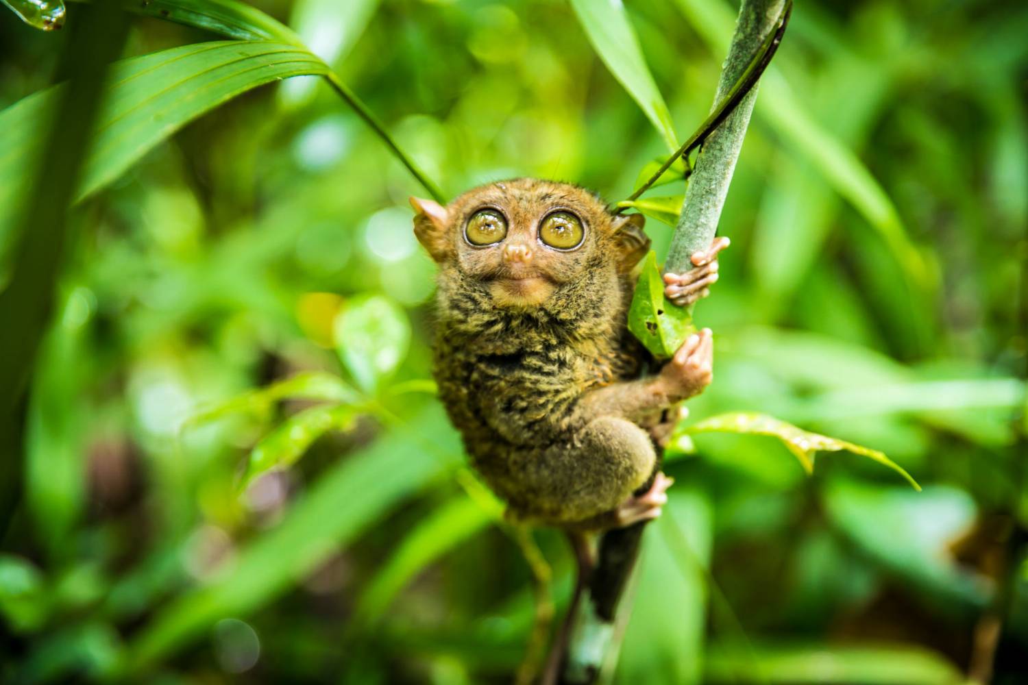 Tarsyras Filipinuose