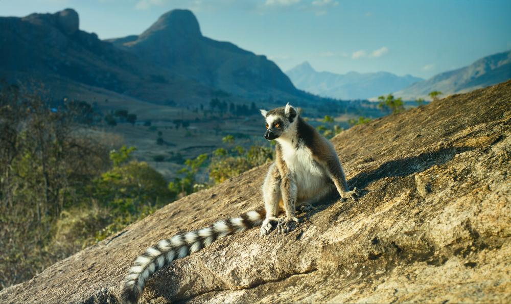 Madagaskaras - Anjos gamtos rezervatas