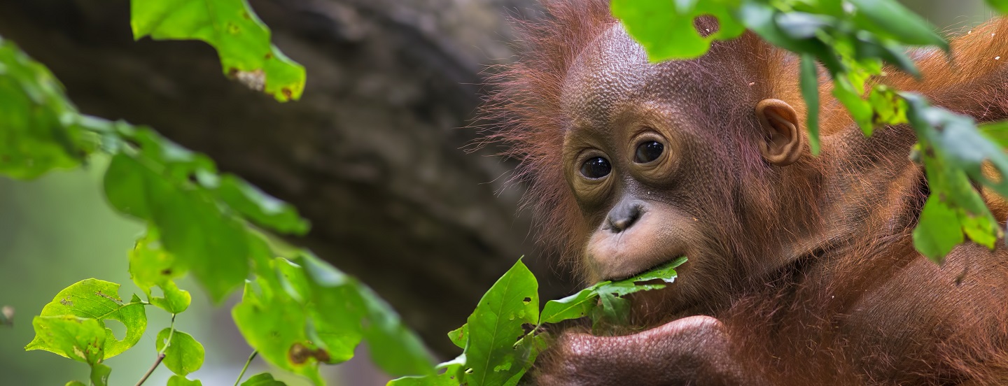 Orangutangas valgo lapą