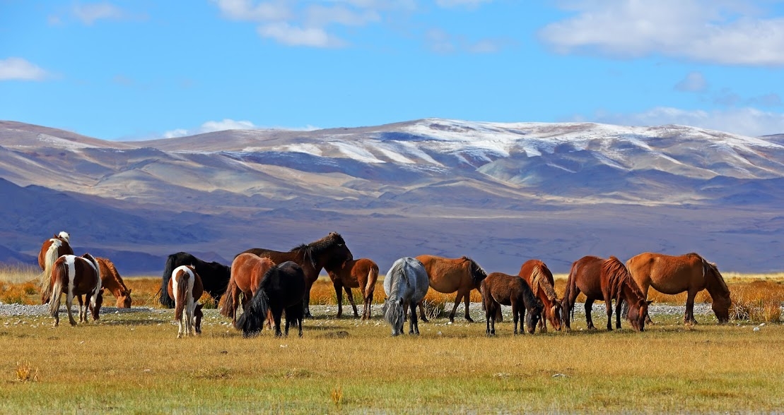 Vaizdai iš Mongolijos