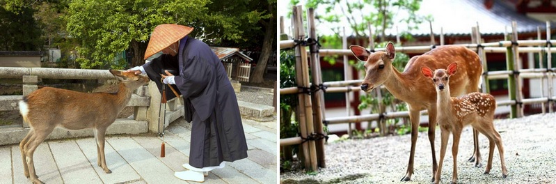 Nara parkas elniukai