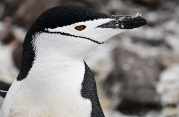 Ekspedicinis Antarktidos kruizas su Albatros Expeditions kompanija vienais naujausių ir moderniausių Ocean Victory ir Ocean Albatros laivais