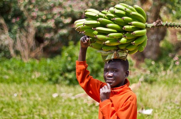 Uganda - Ruanda. Laukinių stebuklų keliais – nuo pasaulio audrų iki primatų sostinės 14d.
