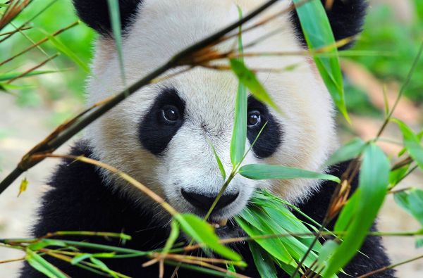 Laukiniai Vakarai Kinijoje Šilko keliu palei Didžiąją kinų sieną, budistinius grotus ir gamtos fantazijas su Avataro kalnais16d.