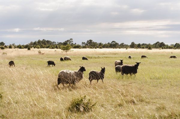 Atrask vikingų salą - Gotlandą 6d.