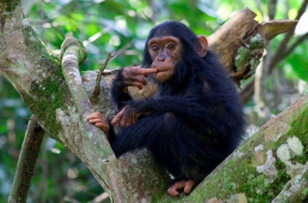 Uganda - Ruanda. Laukinių stebuklų keliais – nuo pasaulio audrų iki primatų sostinės 14d.