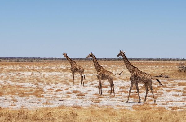 Namibija - Botsvana - Zimbabvė. Patyriminė kelionė ir laukinės gamtos nuotykių  safaris  po Juodąją Užsacharės Afriką 16d.