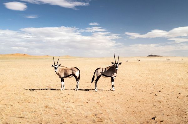 ANGOLA – už turistinių maršrutų ribų: peizažai, gentys ir Atlantas 15d.