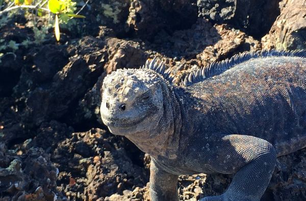 Kolumbija - Ekvadoras. Galapagų salos. Lotynų Amerikos paslaptis 17d.