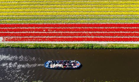 Olandija. Keukenhofas.