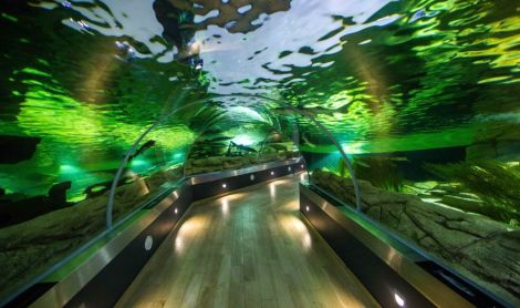 Lietuvos jūrų muziejus – delfinariumas