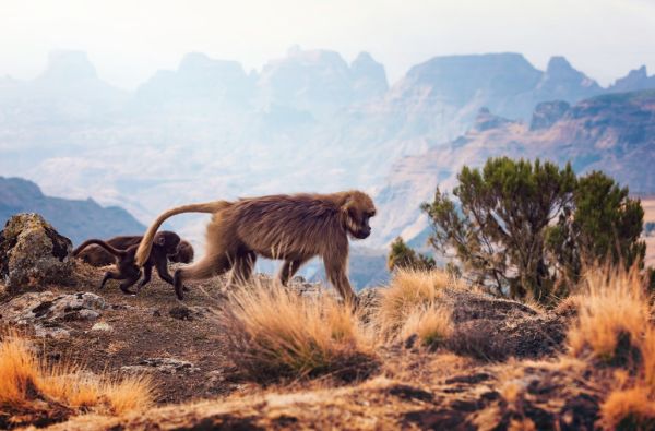 GRŪDOS turas po kontrastingąją Etiopiją. Krikščioniškasis paveldas, įspūdinga gamta, archaiškos gentys 15d.