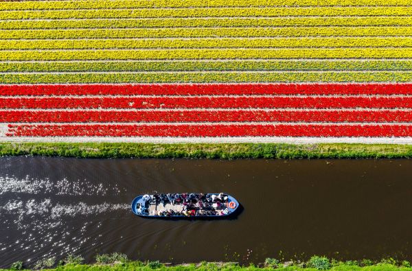 Gėlių paradas Olandijoje 6d.