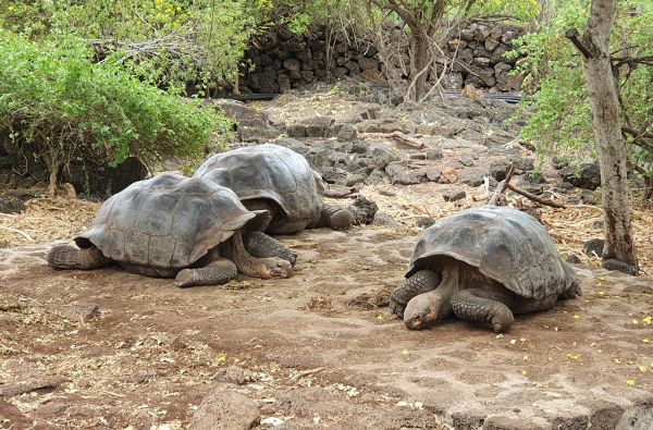Kolumbija - Ekvadoras. Galapagų salos. Lotynų Amerikos paslaptis 17d.