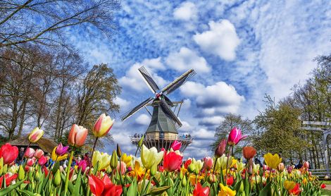 Olandija. Keukenhofas.