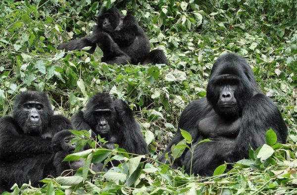 Uganda - Ruanda. Laukinių stebuklų keliais – nuo pasaulio audrų iki primatų sostinės 14d.