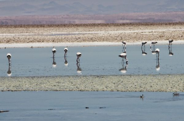 Čilė - Bolivija - Argentina, aplankant Ugnies Žemę. Kelionės pratęsimas Velykų saloje 18d. (23d.)
