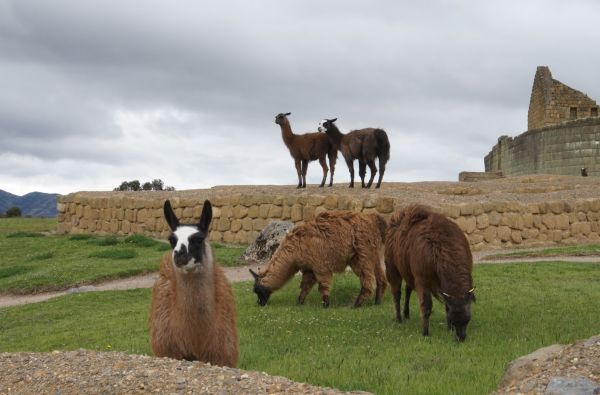 Kolumbija - Ekvadoras. Galapagų salos. Lotynų Amerikos paslaptis 17d.