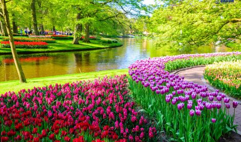 Olandija. Kaukenhofo sodas.