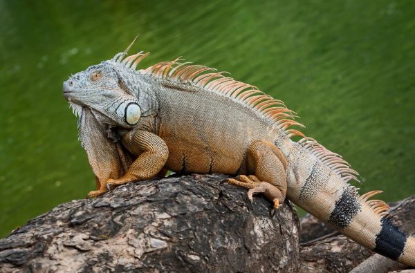 Centrinės Amerikos gamtos ir istorijos vulkanai: Panama, Kosta Rika, Nikaragva 14d.