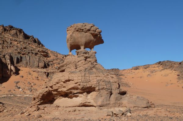 SACHARA su Alžyro prieskoniu 14d.