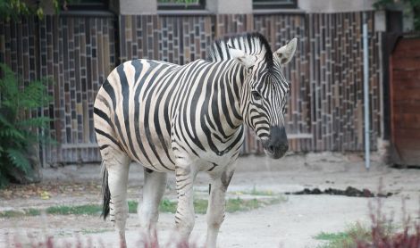 Dvūr Kralovė zoologijos parkas