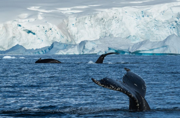 Ekspedicinis Antarktidos kruizas su GRŪDA ir Rytu Šalna Albatros Expeditions kompanijos nauju ir moderniu Ocean Victory laivu 15d. NAUJIENA!