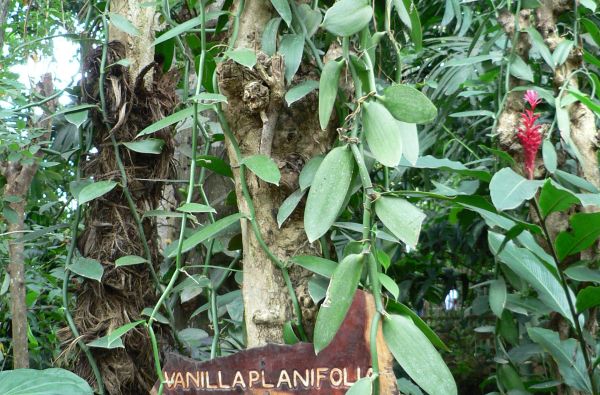 Šri Lanka – Indijos vandenyno perlas, dieviškasis Edeno sodas su poilsiu kurorte prie Indijos vandenyno 13d.