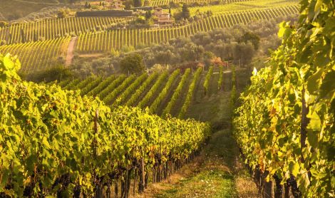 Italija. Chianti.