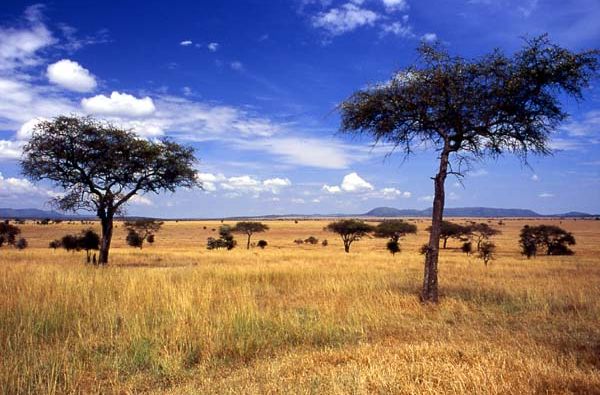 Nuotykių safaris po Rytų Afriką: Kenija - Tanzanija, aplankant garsiausius šių šalių laukinės gamtos nacionalinius parkus ir rezervatus 11d.