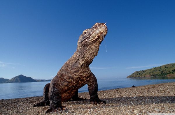 Indonezijos salų magija. Į svečius pas orangutanus ir Komodo drakonus, aplankant papuasų gentį Naujosios Gvinėjos saloje 18d.