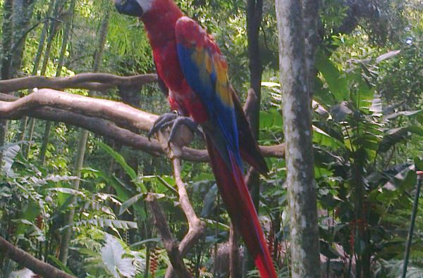 Brazilijos ekspresas – megapolių pulsas ir Eldorado paieškos Amazonės džiunglėse 15d.