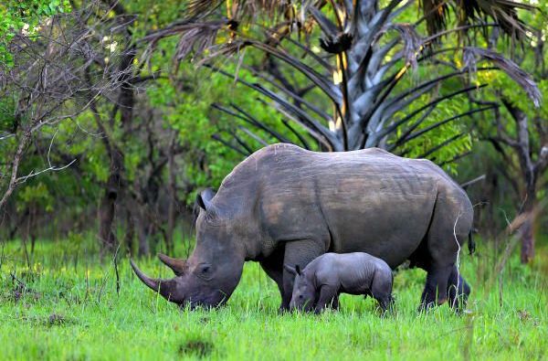 Uganda - Ruanda. Laukinių stebuklų keliais – nuo pasaulio audrų iki primatų sostinės 14d.