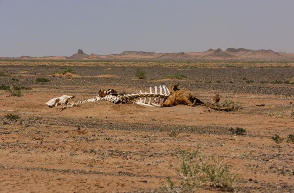 Mongolija. Klajoklių šalies paslaptys – nuo stepių iki mėlyno dangaus 15d.
