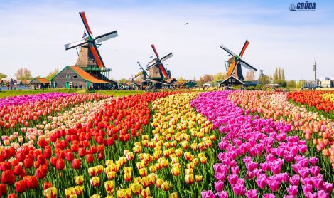 Olandija. Kaukenhofo sodas.