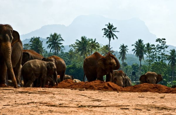Šri Lanka – Indijos vandenyno perlas, dieviškasis Edeno sodas su poilsiu kurorte prie Indijos vandenyno 13d.