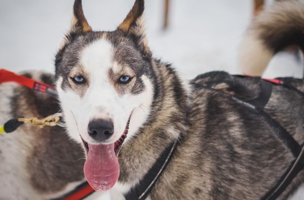 Kelionė į Laplandiją pas Kalėdų senelį